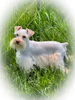 Nemo- Toy Full AKC, a male Miniature Schnauzer for sale in Tremonton, UT – 2 of 2
