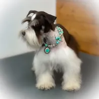 OCTAVIA- TOY, a female Miniature Schnauzer for sale in Tremonton, UT – Photo 3 of 5