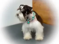 OCTAVIA- TOY MEGACOATED , a female Miniature Schnauzer for sale in Tremonton, UT – Photo 4 of 7