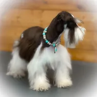 OCTAVIA- TOY, a female Miniature Schnauzer for sale in Tremonton, UT – Photo 4 of 5