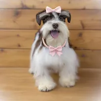 OCTAVIA- TOY, a female Miniature Schnauzer for sale in Tremonton, UT – Photo 2 of 5