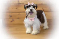 OCTAVIA- TOY MEGACOATED , a female Miniature Schnauzer for sale in Tremonton, UT – Photo 3 of 7