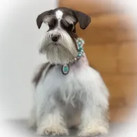 OCTAVIA- TOY, a female Miniature Schnauzer for sale in Tremonton, UT – Photo 5 of 5