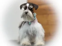 OCTAVIA- TOY MEGACOATED , a female Miniature Schnauzer for sale in Tremonton, UT – Photo 6 of 7