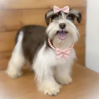 OCTAVIA- TOY, a female Miniature Schnauzer for sale in Tremonton, UT – Photo 1 of 5