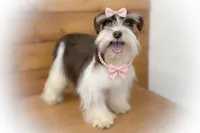 OCTAVIA- TOY MEGACOATED , a female Miniature Schnauzer for sale in Tremonton, UT – Photo 1 of 7