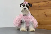 OCTAVIA- TOY MEGACOATED , a female Miniature Schnauzer for sale in Tremonton, UT – Photo 7 of 7