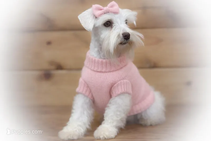 Oakley- Tcup ON SALE