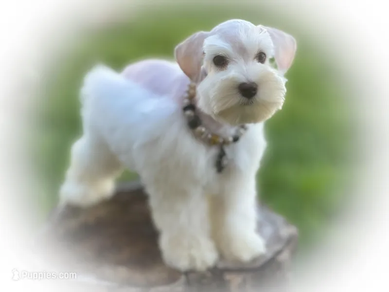 Oakley- Tcup Wheaten – Miniature Schnauzer puppy for sale in Tremonton, UT