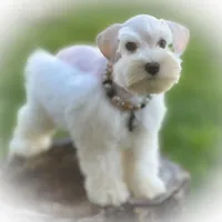 Oakley- Tcup Wheaten, a female Miniature Schnauzer for sale in Tremonton, UT – Photo 2 of 5