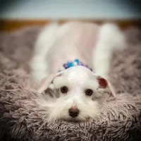 Oakley- Tcup Wheaten, a female Miniature Schnauzer for sale in Tremonton, UT – Photo 5 of 5