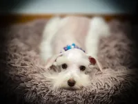 Oakley- Tcup ON SALE, a female Miniature Schnauzer for sale in Tremonton, UT – Photo 5 of 5
