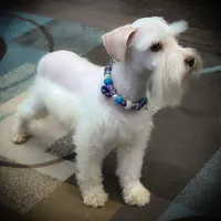 Oakley- Tcup Wheaten, a female Miniature Schnauzer for sale in Tremonton, UT – Photo 4 of 5