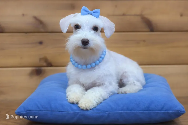 Oakley- Tcup Wheaten – Miniature Schnauzer puppy for sale in Tremonton, UT