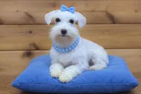 Oakley- Tcup Wheaten, a female Miniature Schnauzer for sale in Tremonton, UT – Photo 1 of 6