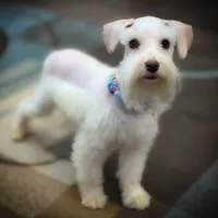 Oakley- Tcup Wheaten, a female Miniature Schnauzer for sale in Tremonton, UT – Photo 3 of 5