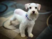 Oakley- Tcup ON SALE, a female Miniature Schnauzer for sale in Tremonton, UT – Photo 3 of 5