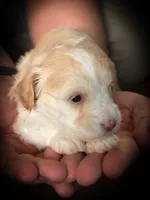 Rio- Red M , a male Miniature Schnauzer for sale in Tremonton, UT – 10 of 10