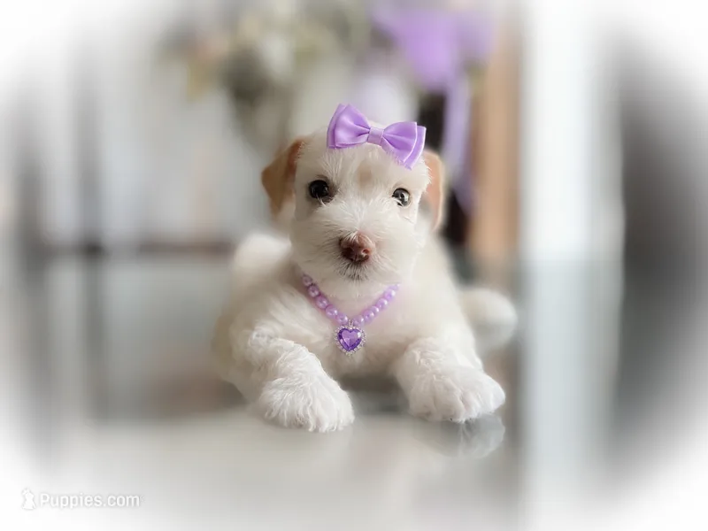 Rosie- Toy F  – Miniature Schnauzer puppy for sale in Tremonton, UT