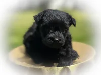 BIJOU- BLACK W/ BLUE EYE, a female Miniature Schnauzer for sale in Tremonton, UT – 2 of 2