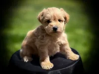 CELESTE- RED WHEATEN, a female Miniature Schnauzer for sale in Tremonton, UT – 3 of 3