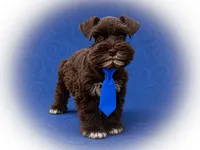SHADOW, a male Miniature Schnauzer for sale in Tremonton, UT – 2 of 4