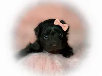 Roxy- Lvr F , a female Miniature Schnauzer for sale in Tremonton, UT – 1 of 9