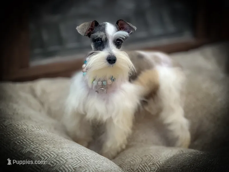 BELLA- TCUP LIVERPEPPER