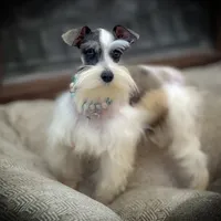 BELLA- TCUP LIVERPEPPER SALE, a female Miniature Schnauzer for sale in Tremonton, UT – Photo 4 of 4