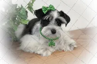 BELLA- TCUP LIVERPEPPER, a female Miniature Schnauzer for sale in Tremonton, UT – Photo 7 of 7