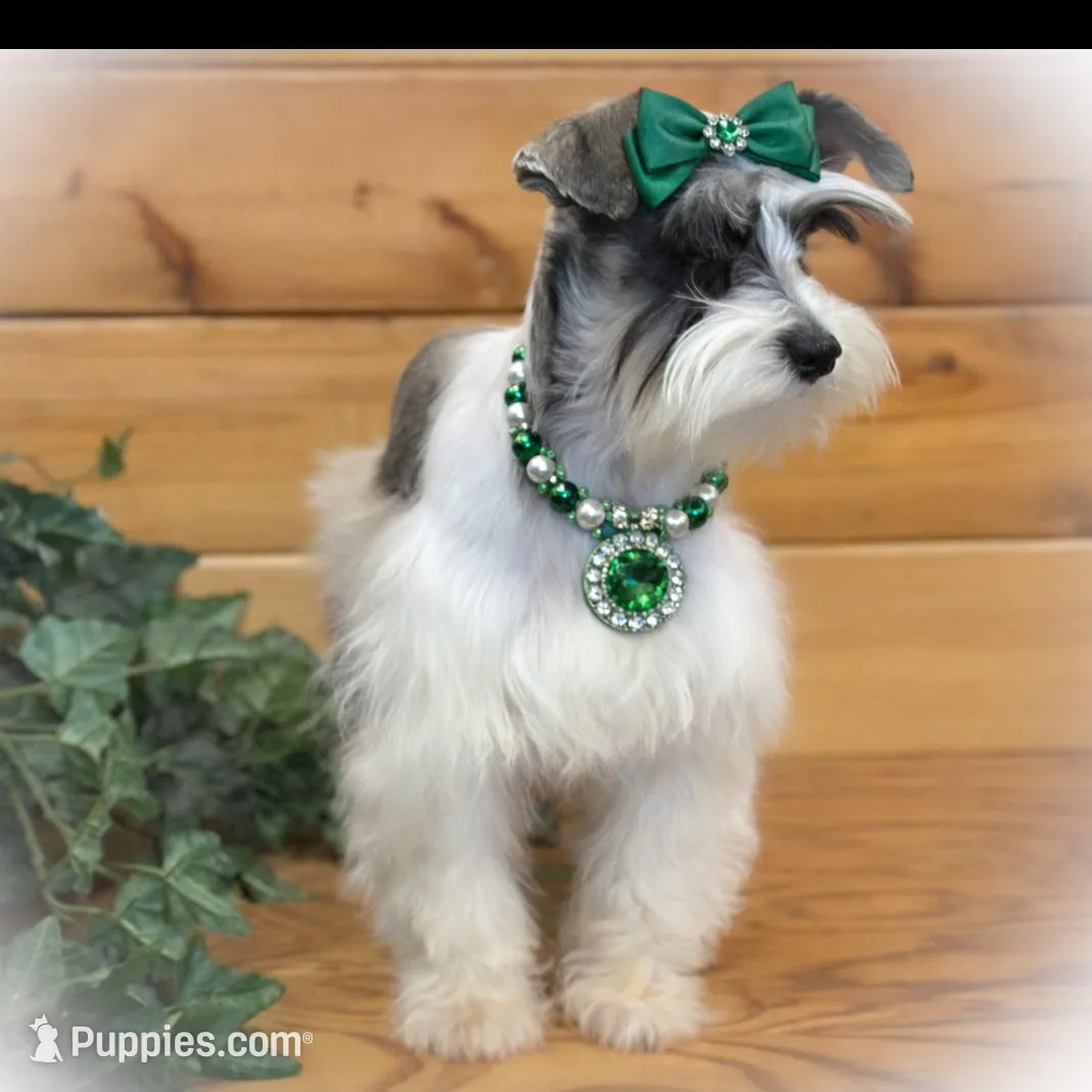 BELLA- TCUP LIVERPEPPER ON SALE