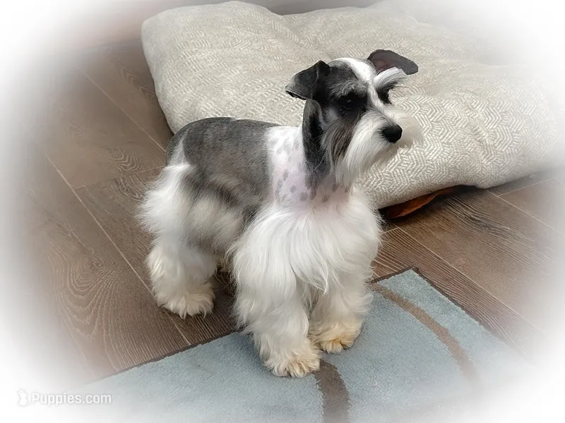 BELLA- TCUP LIVERPEPPER – Miniature Schnauzer puppy for sale in Tremonton, UT