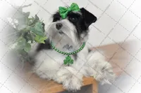 BELLA- TCUP LIVERPEPPER, a female Miniature Schnauzer for sale in Tremonton, UT – Photo 6 of 7