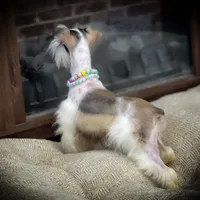 BELLA- TCUP LIVERPEPPER SALE, a female Miniature Schnauzer for sale in Tremonton, UT – Photo 3 of 4