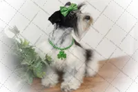 BELLA- TCUP LIVERPEPPER, a female Miniature Schnauzer for sale in Tremonton, UT – Photo 5 of 7