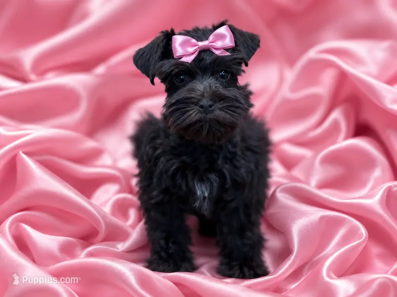 Tcup GENEVIEVE – Miniature Schnauzer puppy for sale in Tremonton, UT