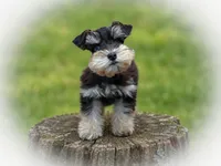 Tcup GENEVIEVE, a female Miniature Schnauzer for sale in Tremonton, UT – 2 of 3
