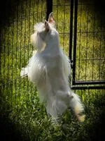 HUGO- Free Delivery, a male Miniature Schnauzer for sale in Tremonton, UT – 5 of 8