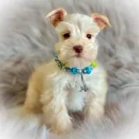 Winston- Tiny Wheaten , a male Miniature Schnauzer for sale in Tremonton, UT – Photo 4 of 7