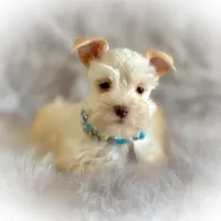 Winston- Tiny Wheaten , a male Miniature Schnauzer for sale in Tremonton, UT – Photo 5 of 7