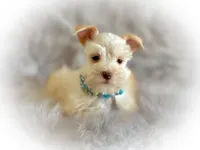 Winston- Tiny Wheaten, a male Miniature Schnauzer for sale in Tremonton, UT – Photo 2 of 7