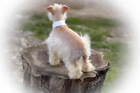 Winston- Tiny Wheaten , a male Miniature Schnauzer for sale in Tremonton, UT – Photo 2 of 7