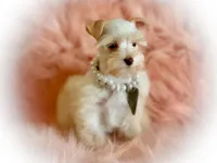 Winston- Tiny Wheaten, a male Miniature Schnauzer for sale in Tremonton, UT – Photo 6 of 7