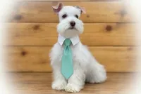 Winston- Tiny Wheaten , a male Miniature Schnauzer for sale in Tremonton, UT – Photo 3 of 7