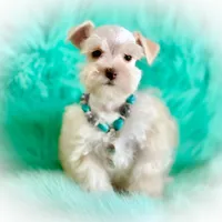 Winston- Tiny Wheaten , a male Miniature Schnauzer for sale in Tremonton, UT – Photo 6 of 7