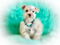 Winston- Tiny Wheaten, a male Miniature Schnauzer for sale in Tremonton, UT – Photo 3 of 7