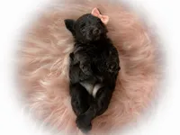 Rosie- Toy F , a female Miniature Schnauzer for sale in Tremonton, UT – 6 of 7