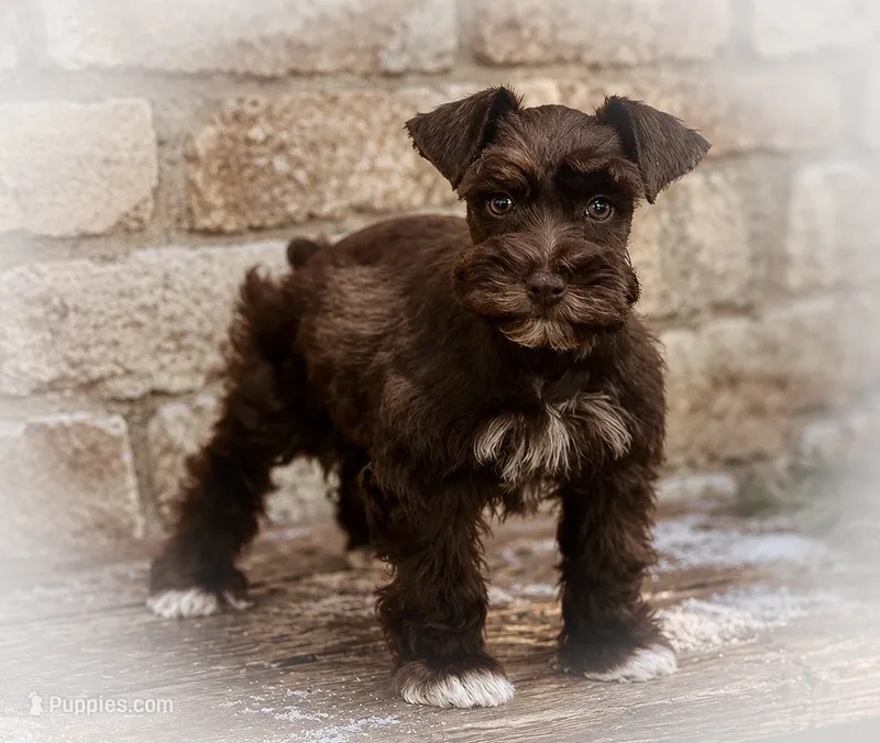 CASPIAN- LIVER PEPPER – Miniature Schnauzer puppy for sale in Tremonton, UT
