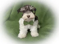 DaVinci- Toy Male , a male Miniature Schnauzer for sale in Tremonton, UT – 3 of 4