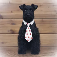 DEXTER- TOY BLACK MEGACOAT, a male Miniature Schnauzer for sale in Tremonton, UT – Photo 5 of 5